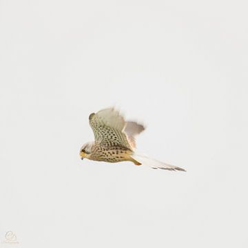 Turmfalke im Flug von cd_photography