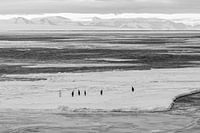 Emperor penguins on ice shot in McMurdosound