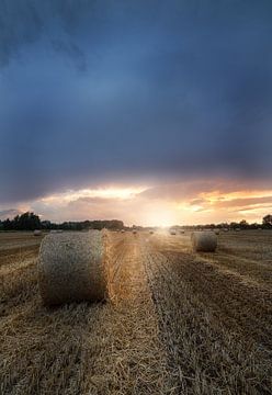 Sonnenstern am Abend auf dem Feld von Marc-Sven Kirsch