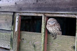 Little Owl (Athene noctua) by Ronald Pol