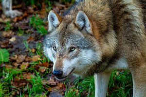 Der Wolf im Wald