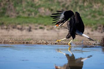Caracara à crête dansant dans l'eau