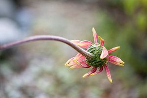 Mattierte Echinacea