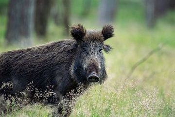 Wildschwein im langen Gras von Peter Ponsteen