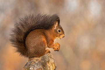 Eichhörnchen auf einem Baumstamm von KB Design & Photography (Karen Brouwer)