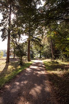 Sentier forestier De Hoge Veluwe 1 - L'automne à Hoenderloo sur Deborah de Meijer