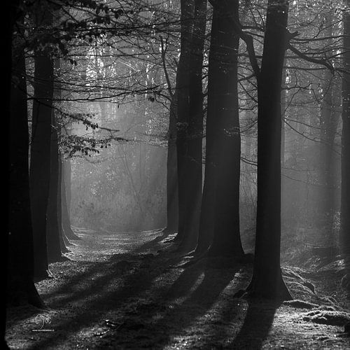Het gouden laantje in zwart wit