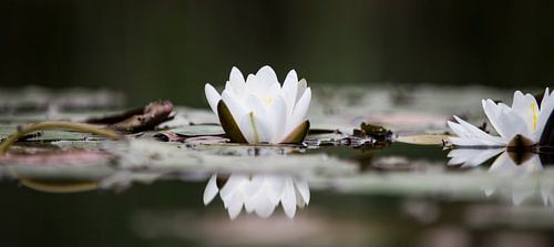 Waterlelie