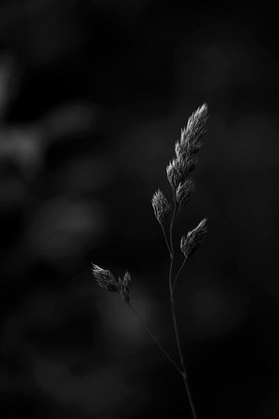 Gras I monochrom von Monique D. van de Wal