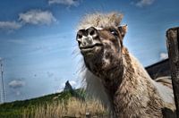 The happy horse