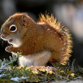 A red squirrel in winter by Claude Laprise