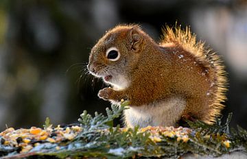 A red squirrel in winter by Claude Laprise