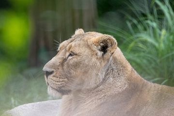De leeuwen koningin aan het rusten van Selwyn Smeets - SaSmeets Photography