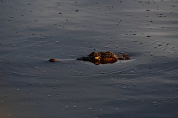 Crocodile sur Robert Styppa