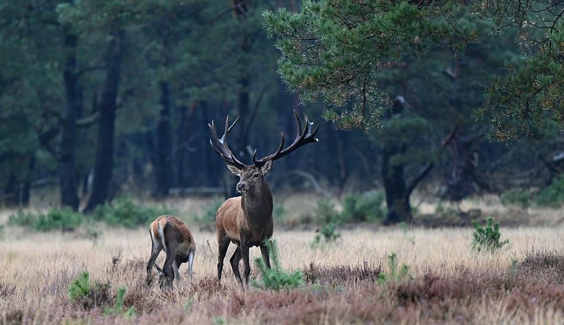 Weathervane on the lookout. by A Rap