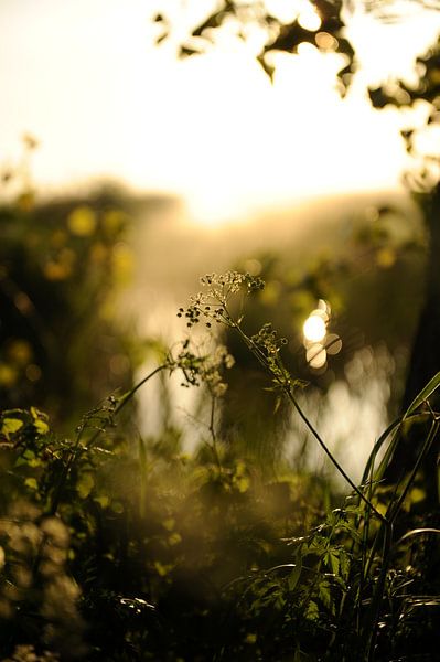 Plant in the morning sun. by Armin Wolf