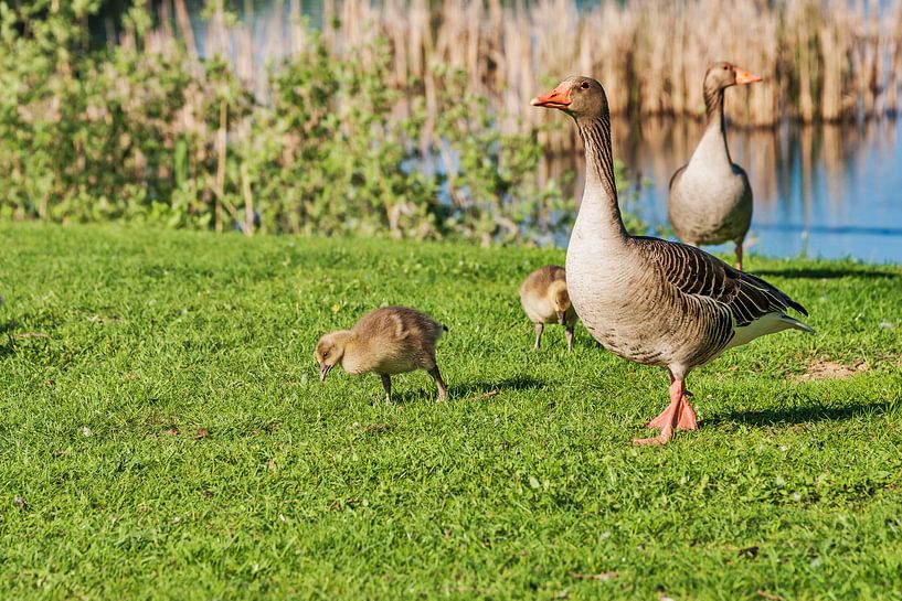 Grey geese by Gunter Kirsch