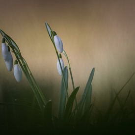 Crocus sur Hein Rozema