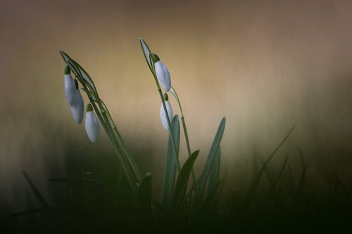 Krokus van Hein Rozema