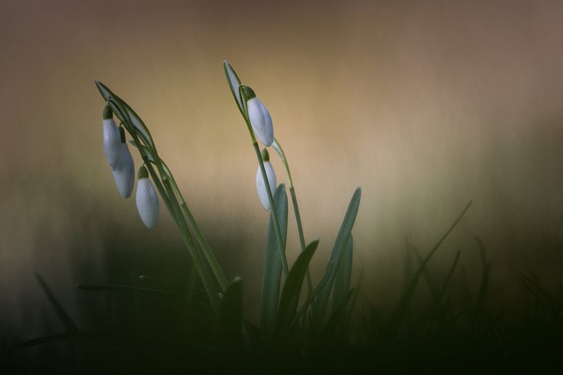 Crocus par Hein Rozema