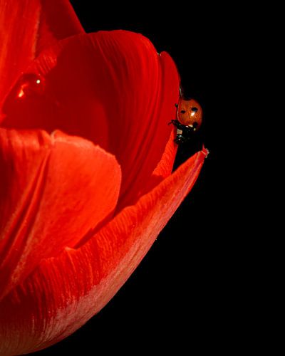 Rouge sur rouge