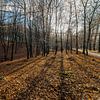 Lange schaduwen in het bos by Marco Schep