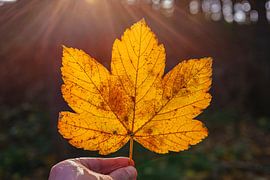 Feuille d'automne dorée en contre-jour