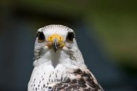 Roofvogel