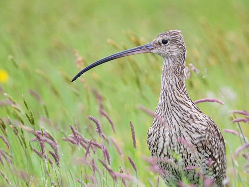 Eurasian Curlew