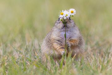 Gopher met bloemen