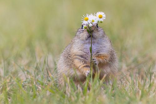 Gopher with flowers