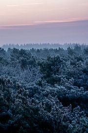 Forest Icy in Pastel Pink Morning Glow