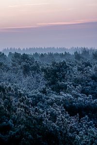 Eisiger Wald in Pastellrosa Morning Glow