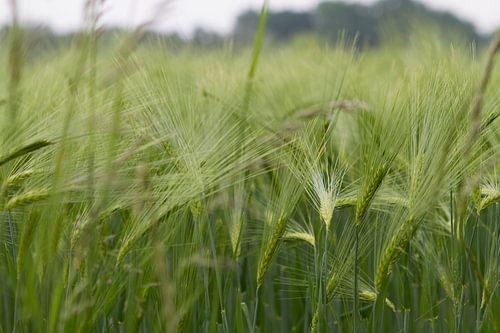 Rijpend graan