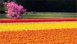 oranje geel rood tulpenveld von Barend Koper