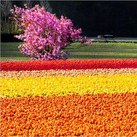 oranje geel rood tulpenveld van Barend Koper