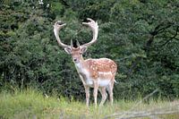 Proud Deer ( Col. 2014 )