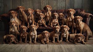 Gruppenfoto Hunde