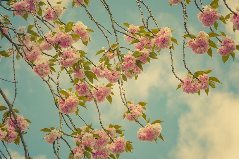 Cherry blossom by tim eshuis