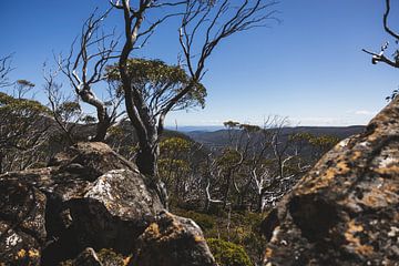 Mount Field : joyau de la nature sauvage de Tasmanie sur Ken Tempelers