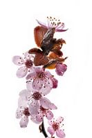 Purple plum blossoms