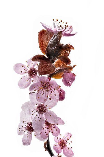 Purple plum blossoms by Hans-Jürgen Janda