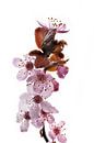 Purple plum blossoms by Hans-Jürgen Janda thumbnail
