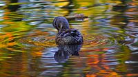 Herbst-Ente von Masselink Portfolio Miniaturansicht