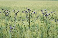 Champ de blé