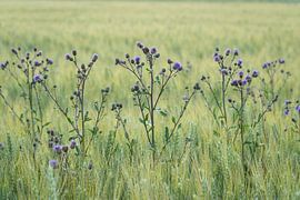 Wheat field by AK - Night and Day Photography
