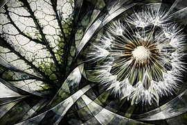 Dandelion (abstract)