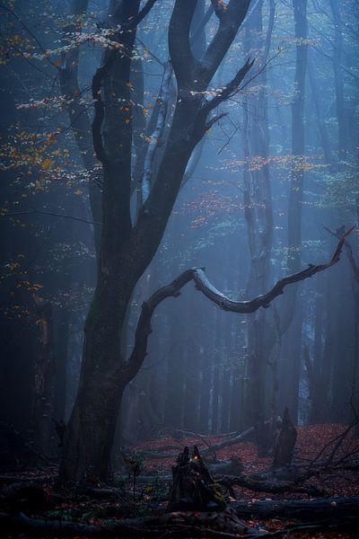 Forest photography &quot;narok&quot; by Björn van den Berg