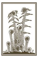 Ferns, Julie