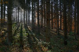Lichtspiel